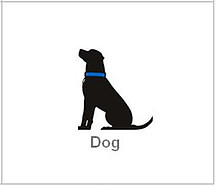 BCG growth share matrix dog